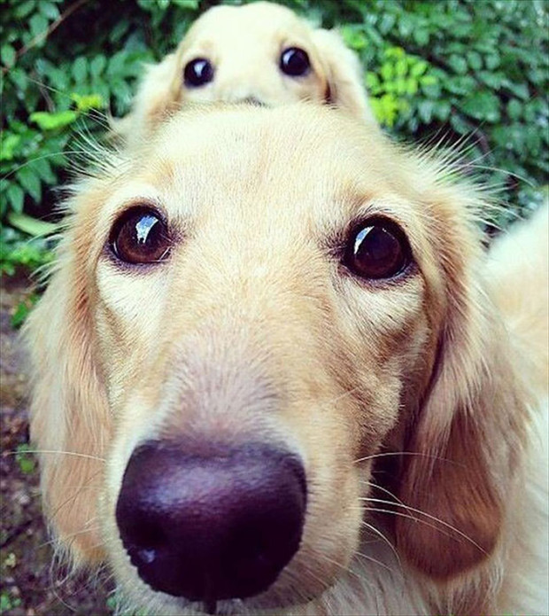 perro-cachorro1