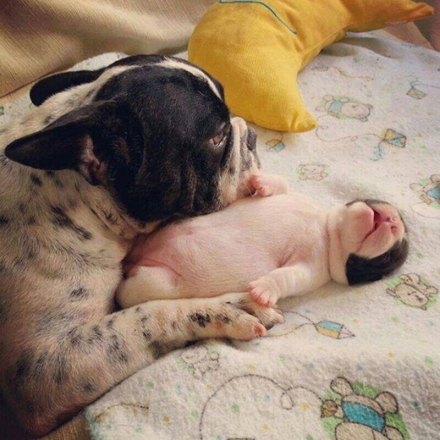 perro-cachorro9