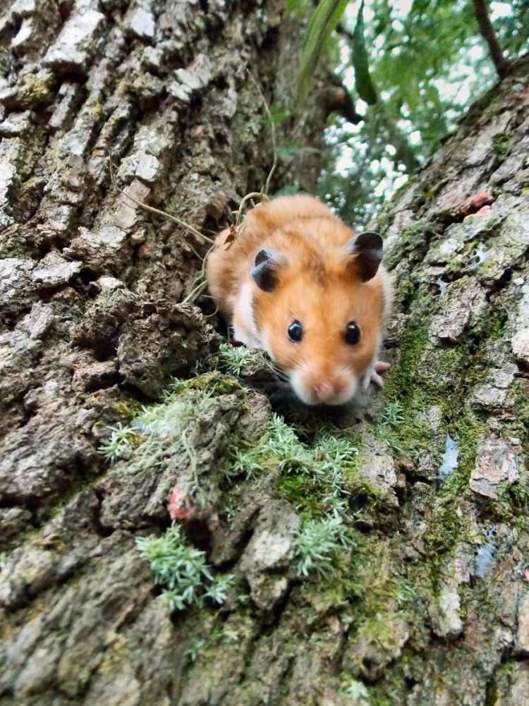 hamster30