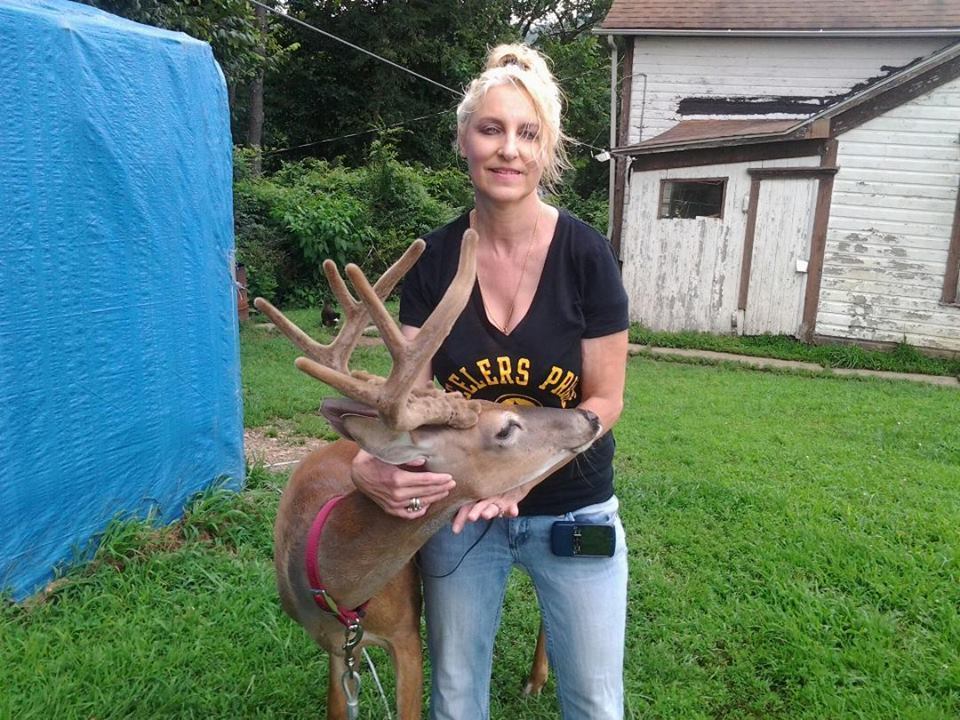 venado4