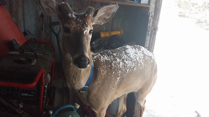 venado5