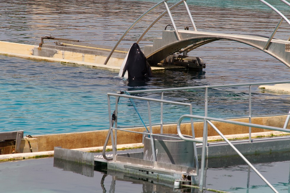 EJECUTADO EN LA ORCA ejecutado en la orca: