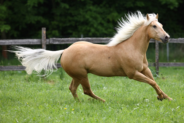 palomino-horse.jpg