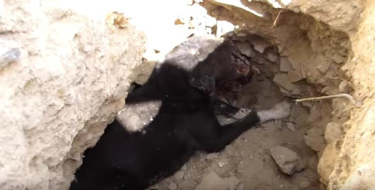 perro nueva cara 1