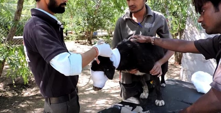 perro nueva cara 4