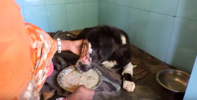 perro nueva cara 6
