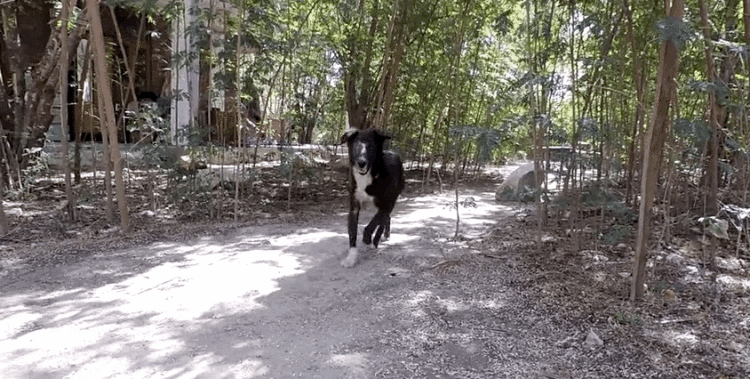 perro nueva cara 8