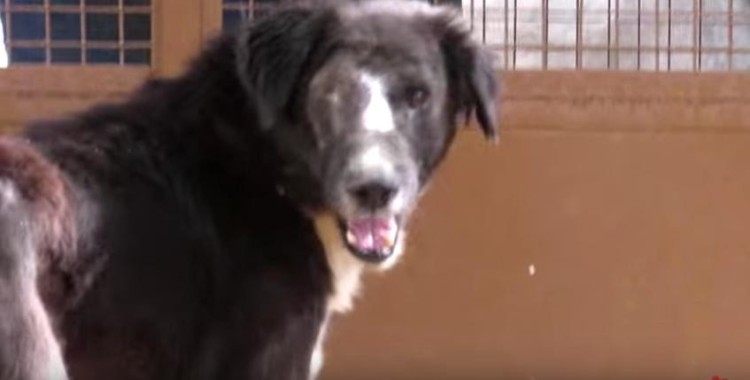perro nueva cara 9