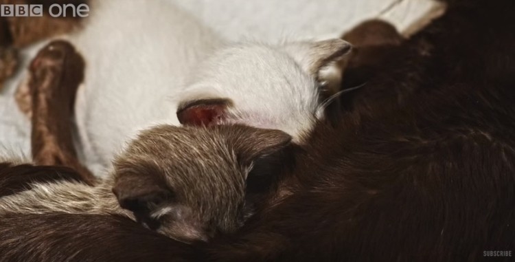 cachorro-adoptado-por-gato10