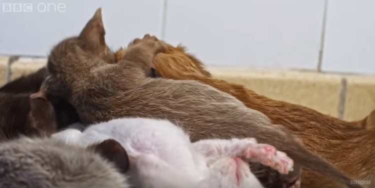 cachorro-adoptado-por-gato12