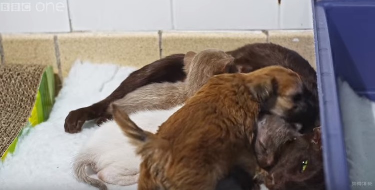 cachorro-adoptado-por-gato13