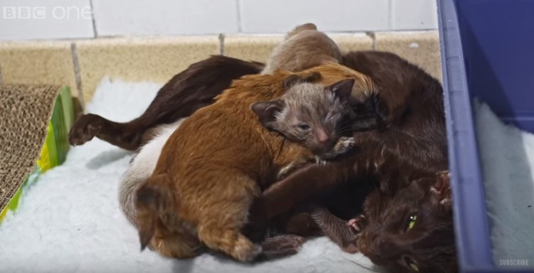 cachorro-adoptado-por-gato15