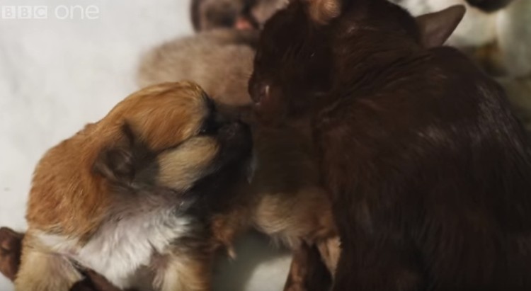 cachorro-adoptado-por-gato3