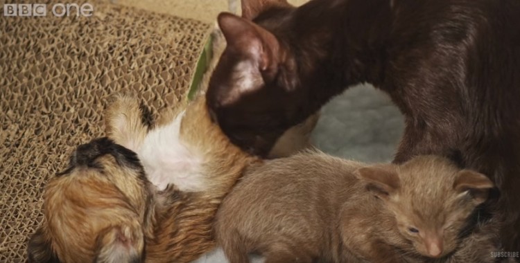 cachorro-adoptado-por-gato6