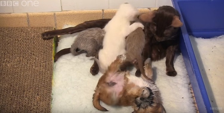 cachorro-adoptado-por-gato7