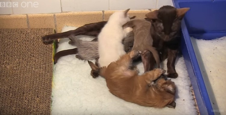 cachorro-adoptado-por-gato8