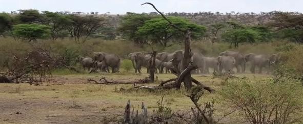 elefante-bebe-rescatado1