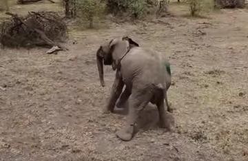 elefante-bebe-rescatado2