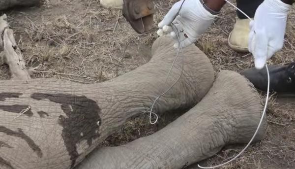 elefante-bebe-rescatado3