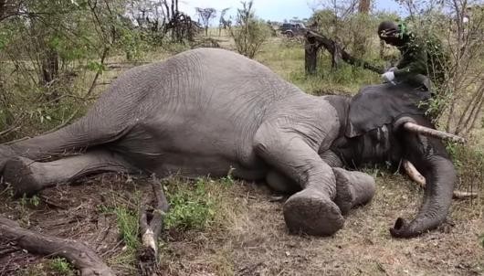 elefante-bebe-rescatado4