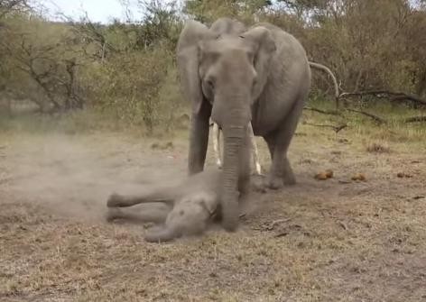 elefante-bebe-rescatado5