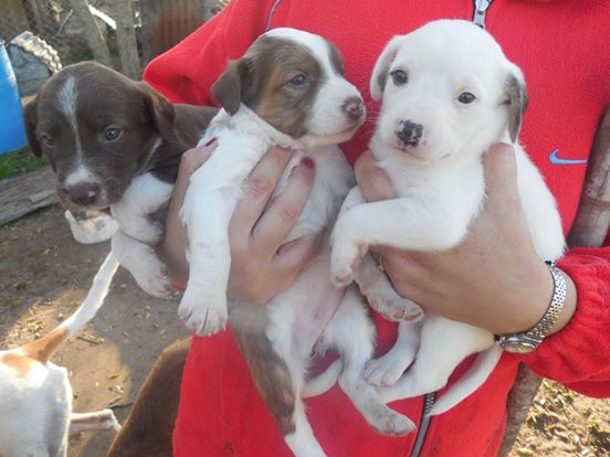 mujer se arriesga por perro 8