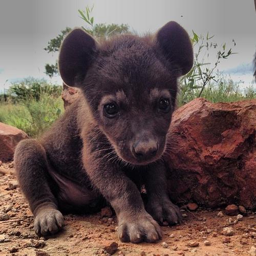 animal-bebe-hiena