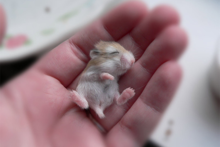 animal-bebe-hamster