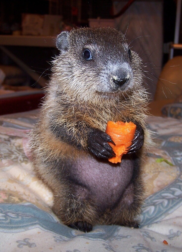 animal-bebe-marmota