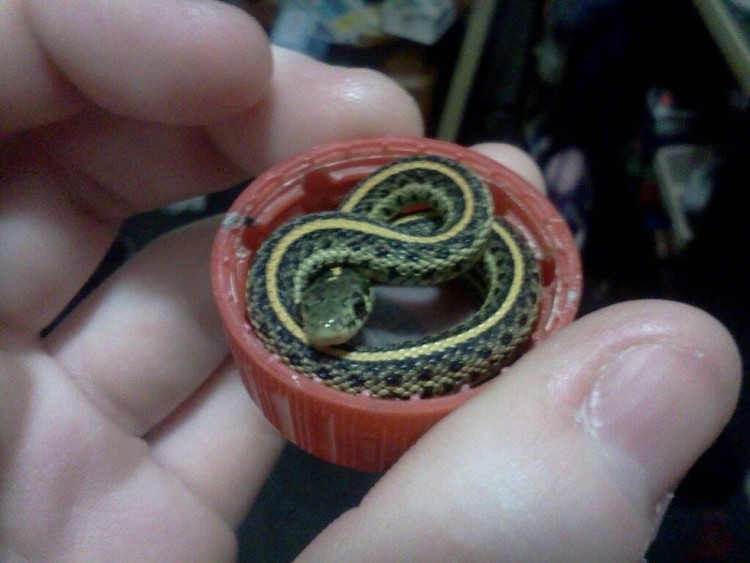 animal-bebe-serpiente