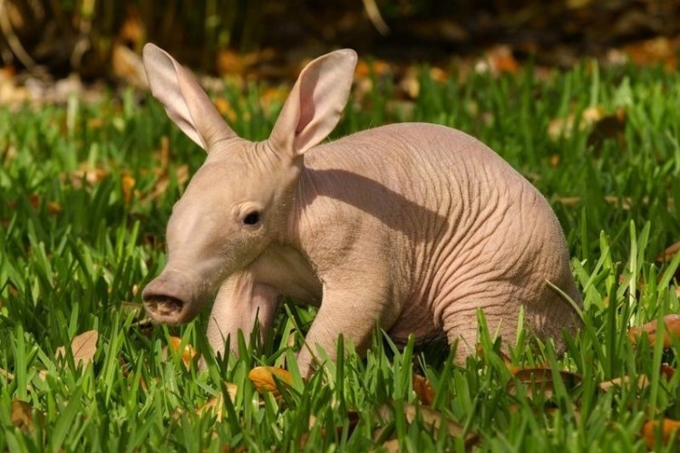 animal-bebe-cerdo-hormiguero