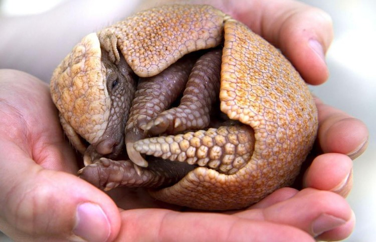 animal-bebe-armadillo