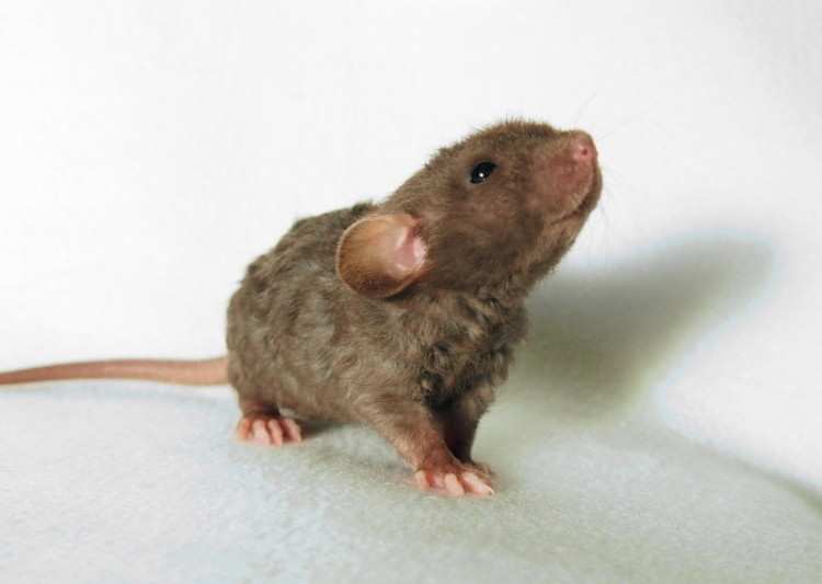 animal-bebe-rata