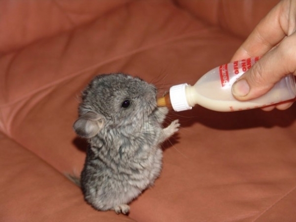 animal-bebe-chinchilla