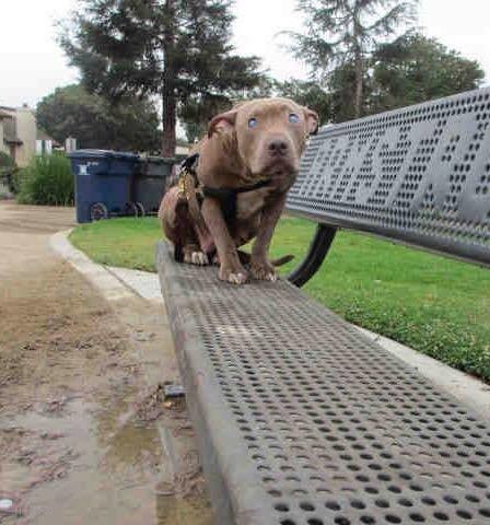 1perrita-ciega-abandonada