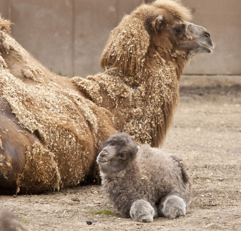 animal-bebe-camello