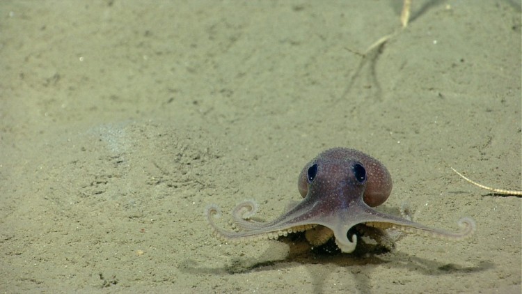 animal-bebe-pulpo