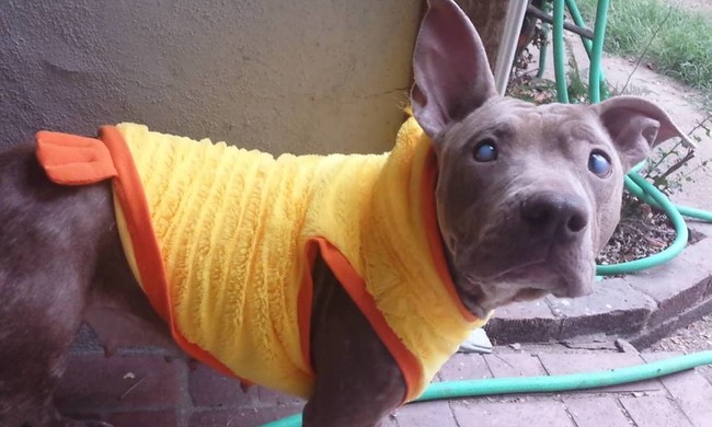 5perrita-ciega-abandonada