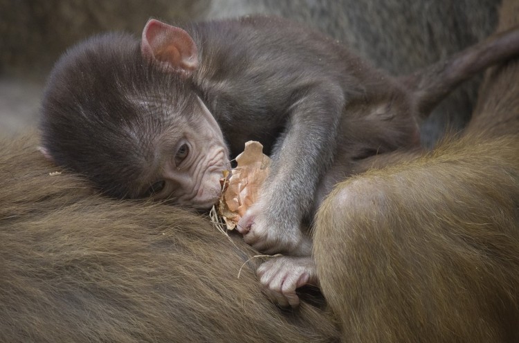 animal-bebe-babuino