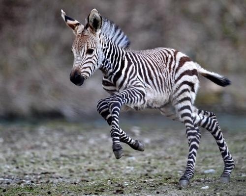 animal-bebe-zebra