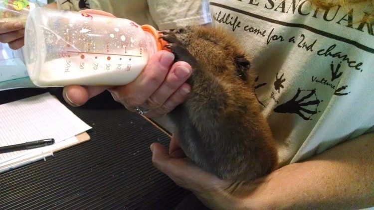 animal-bebe-castor