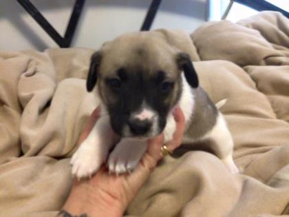 Perrito corazon 5