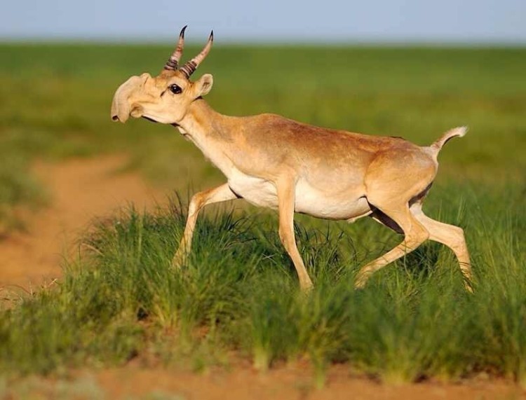 animales-asombrosos-antilope-saiga