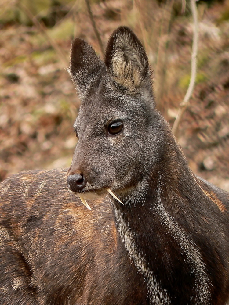 animales-asombrosos-ciervo-vampiro