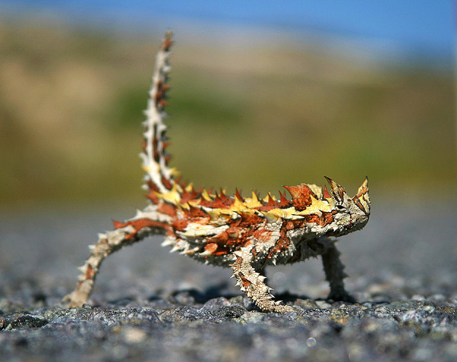 animales-asombrosos-diablo-espinoso