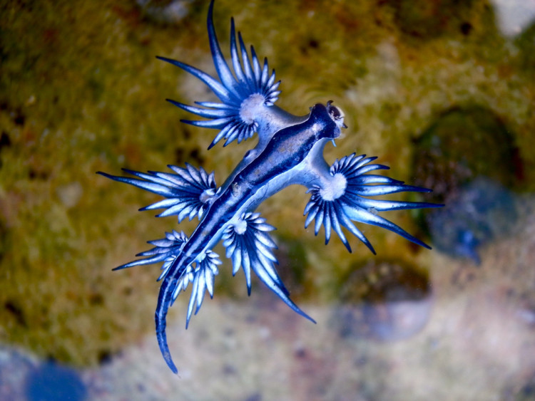 animales-asombrosos-glaucus