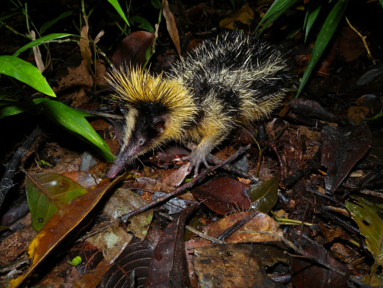 animales-asombrosos-tenrec