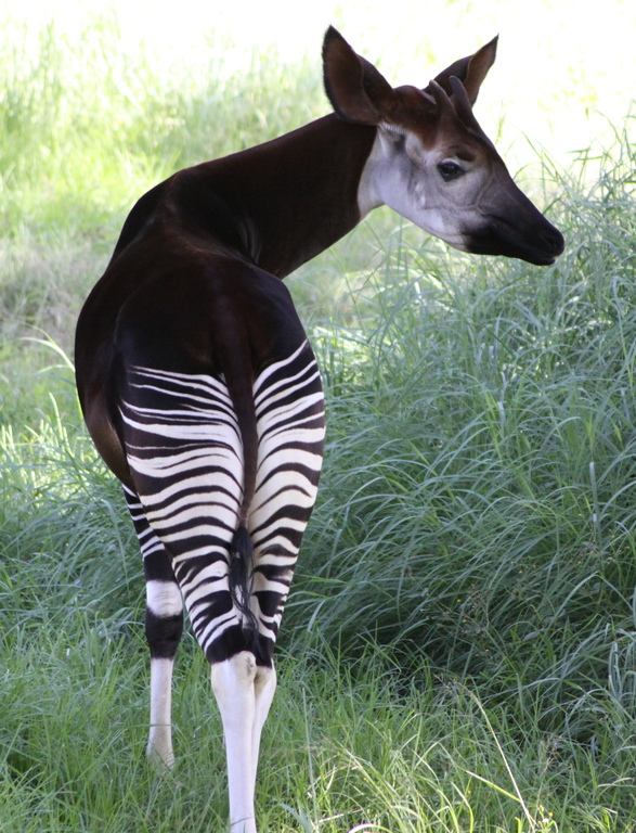 animales-miticos-okapi