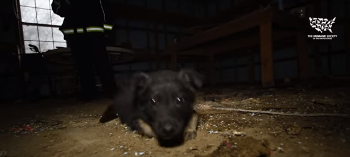 cachorro daniel 1