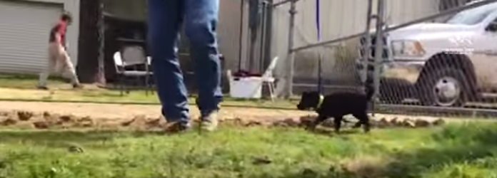 cachorro daniel 4